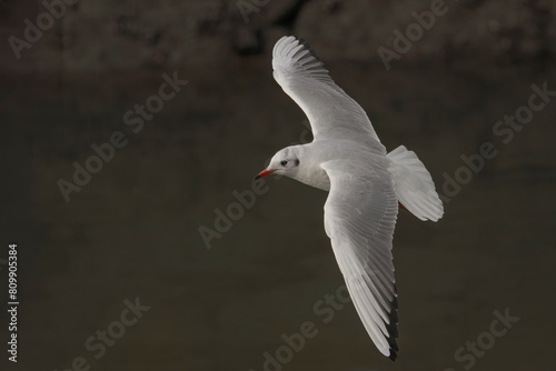 Tern in flight closeup © Zacarias da Mata