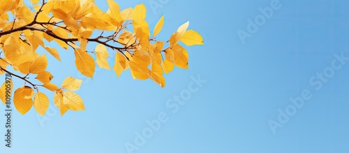 Autumn tree leaves in yellow hues against a serene blue sky creating a picturesque copy space image
