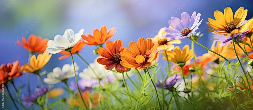 Fototapeta premium Colorful flowers in a garden with a green background and copy space image