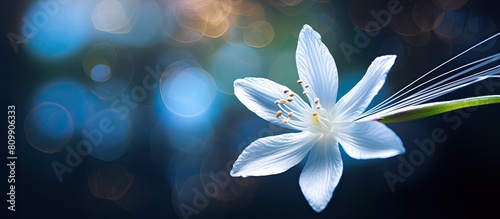 A visually appealing image showcasing the beauty of a Shooting Star wildflower in a close up view with copy space