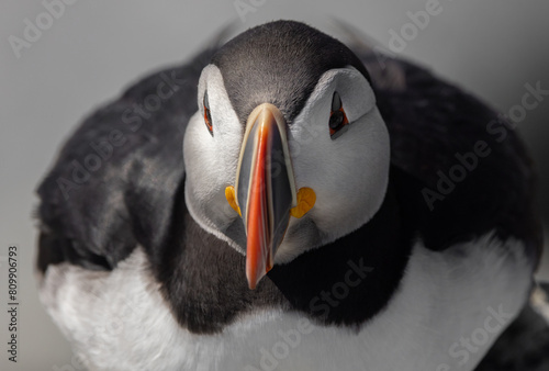 Atlantic puffin on an island off the coast of Maine. 