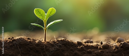 A green sprout emerging from a seed planted in nutrient rich organic soil with a pleasant copy space image photo