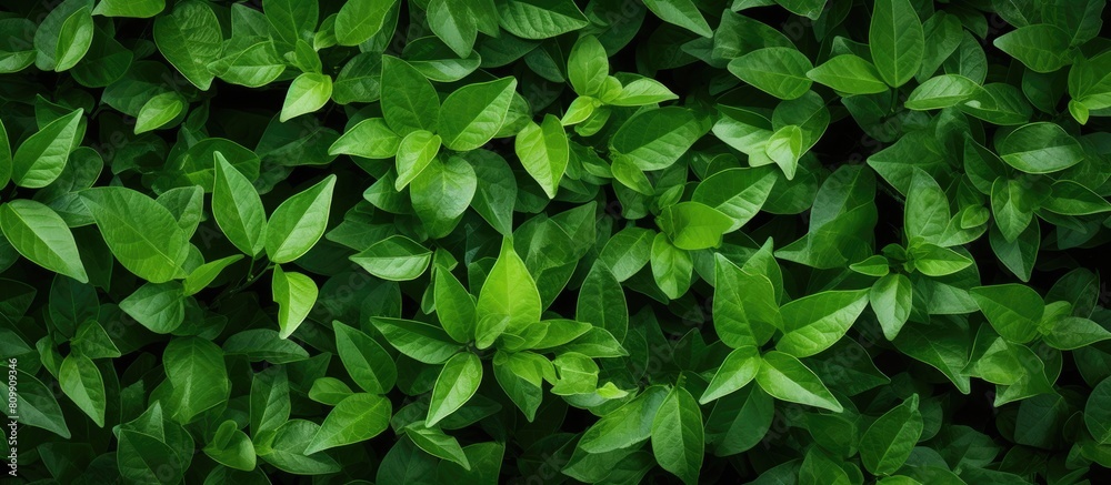 An image of a background filled with green leaves providing a copy space for additional content An image of a background filled with green leaves providing a copy space for additional content