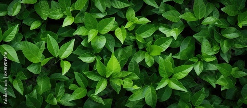 An image of a background filled with green leaves providing a copy space for additional content