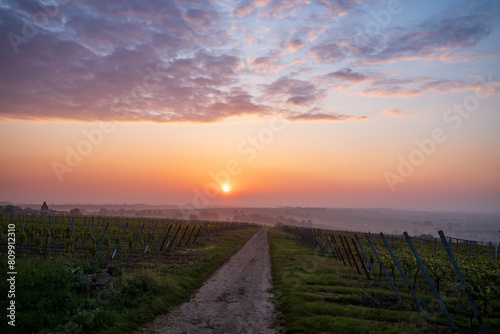 sunrise over the vineyards