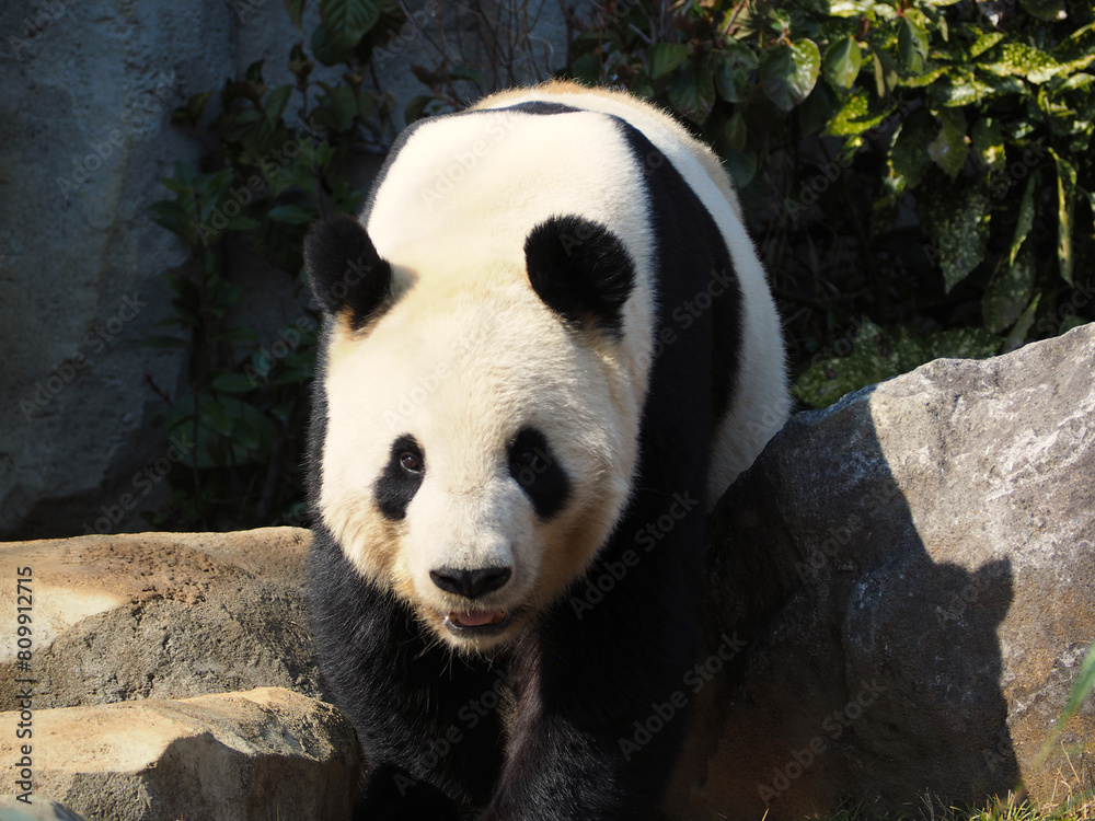 Fototapeta premium 動物園のパンダ