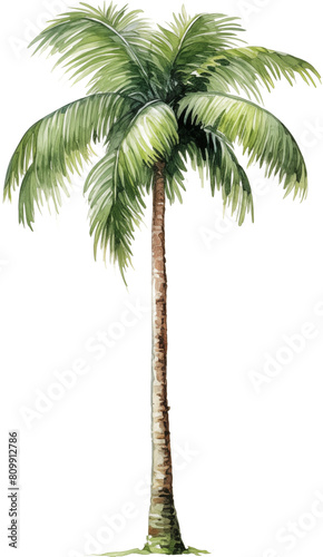 Coconut palm tree watercolor painting isolated on transparent background.