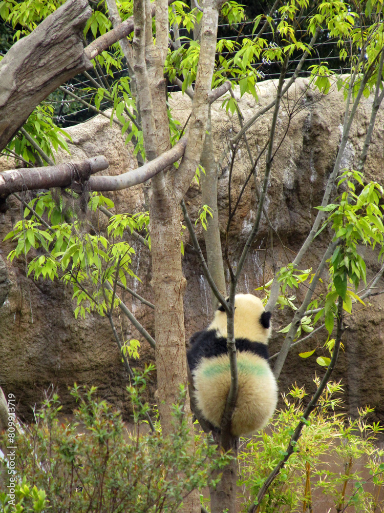 Obraz premium 木に登った動物園のパンダ