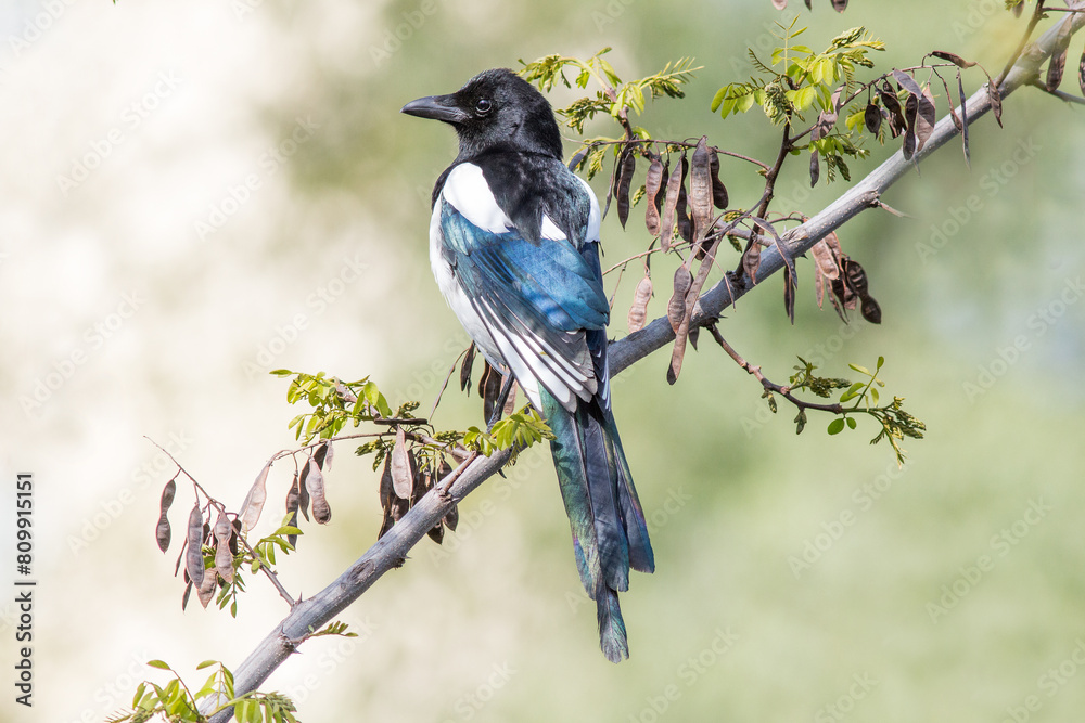 Obraz premium bird on a branch