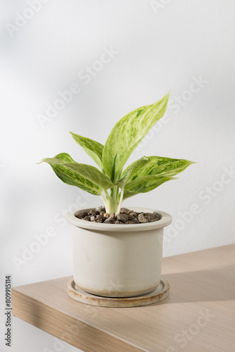 Aglaonema sp Rapngoenrapthong or the Chinese Evergreen, a specimen born of propagation, resides within an aged ceramic pot. Its soil surface is sprinkled with volcanic rock. resting upon a wooden tabl