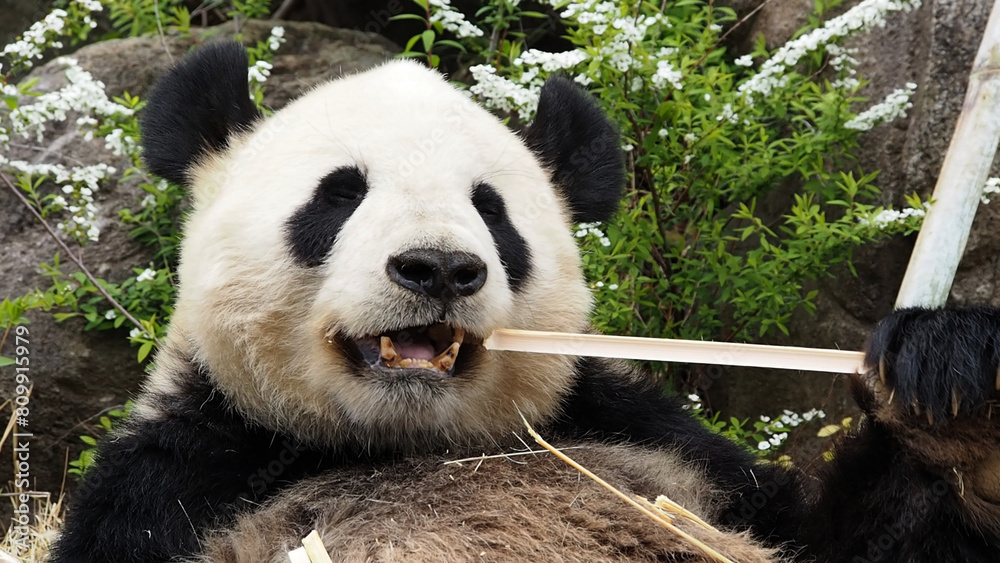 竹を食べる動物園のパンダ Stock Photo | Adobe Stock