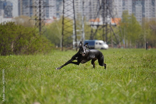 whippet dog running in the grass cunsing