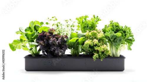 Home hydroponic gardening kits isolated on white background, minimalism, png
