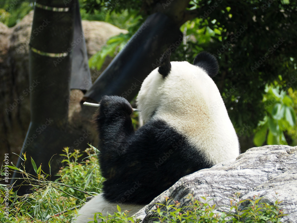 Obraz premium 竹を食べる動物園のパンダ