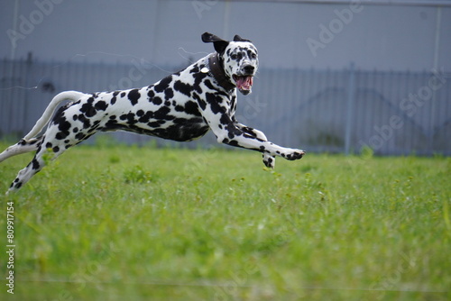 dalmatian dog running in the grass cunsing