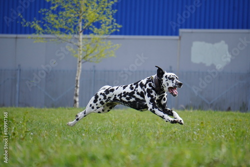 dalmatian dog running in the grass cunsing