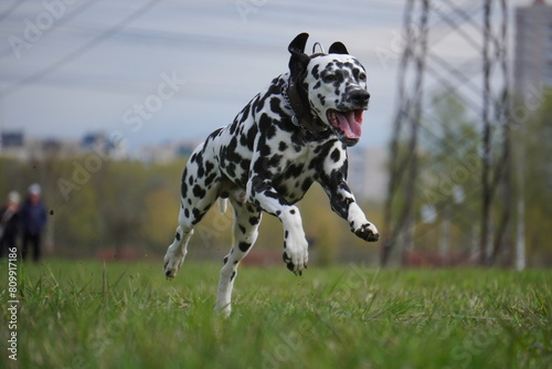 dalmatian dog running in the grass cunsing