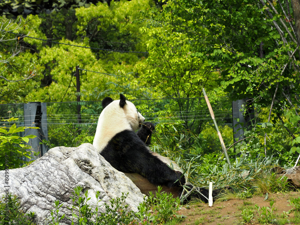竹を食べる動物園のパンダ Stock Photo | Adobe Stock
