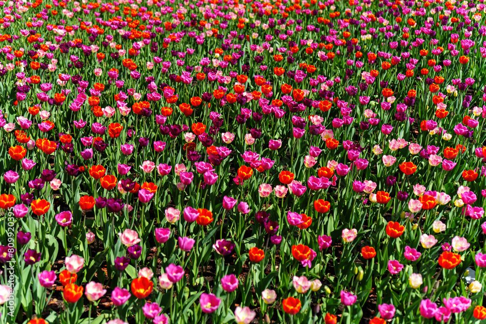 Vibrant field of multicolored tulips under the bright daylight Vibrant field of multicolored tulips under the bright daylight