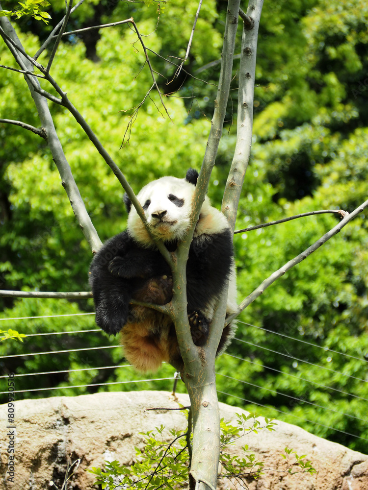 Obraz premium 木に登った動物園のパンダ