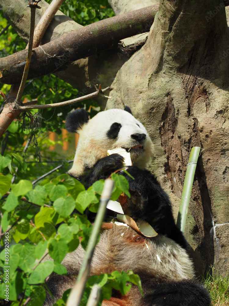 Obraz premium タケノコを食べる動物園のパンダ
