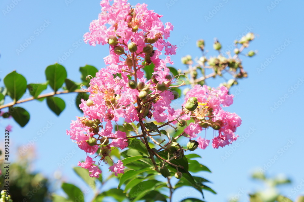 Obraz premium サルスベリ