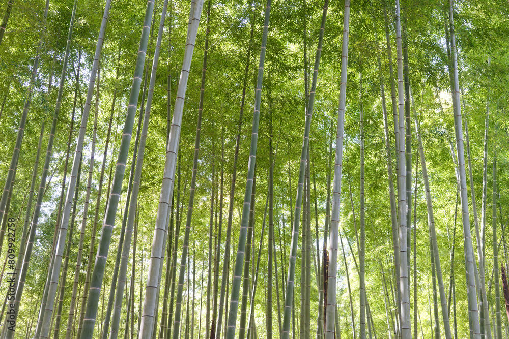 青々と伸びた竹が密集した竹林 青々と伸びた竹が密集した竹林