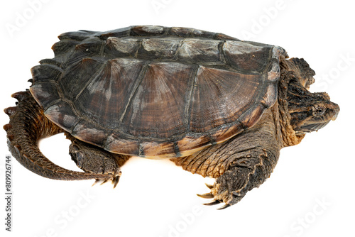 Common Snapping Turtle - Chelydra serpentina on white background