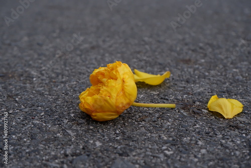 Close up of a single of yellow silk flower on the dark ground