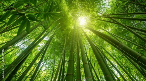 Sunlight filtering through a lush bamboo forest  creating a vibrant and tranquil green canopy 