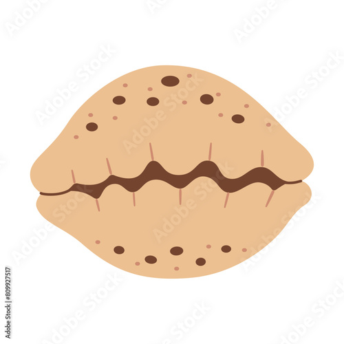 Hand drawn Tiger Cowrie Seashell. Trendy flat style seashell illustration. Souvenir seashell isolated on white background. Vector illustration