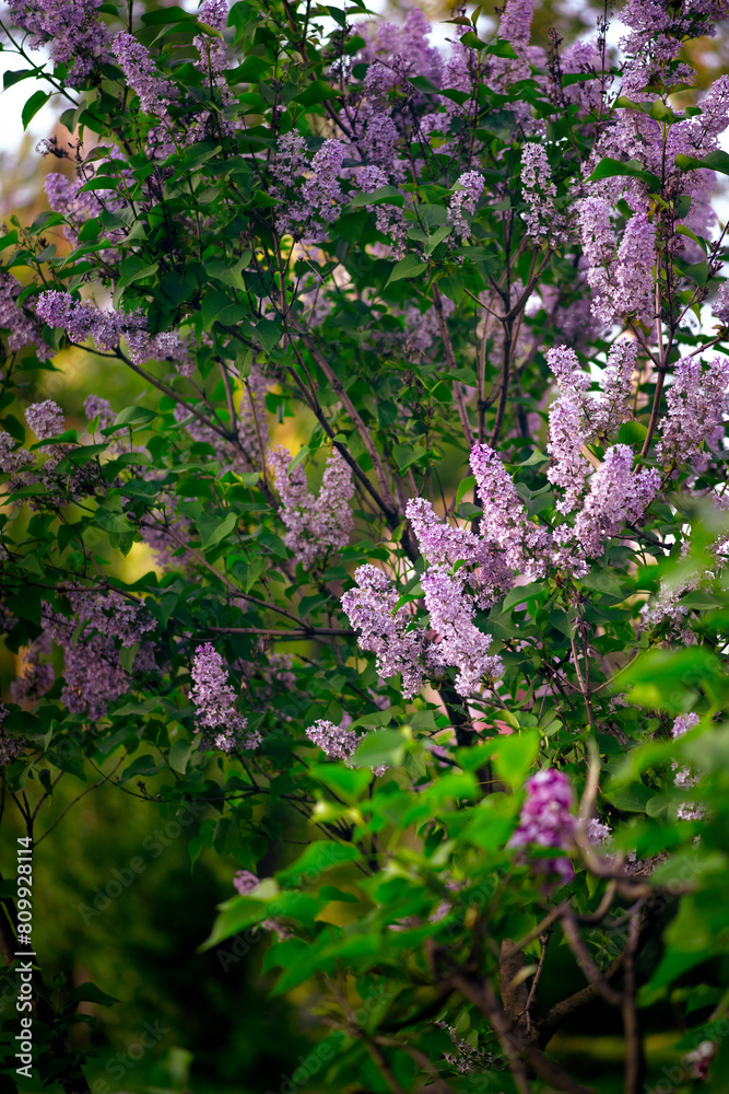 Lilacs flowers bush bloom in spring fabulous garden on mysterious fairy tale springtime floral background, beautiful idyllic blooming nature and flowering trees blossom.