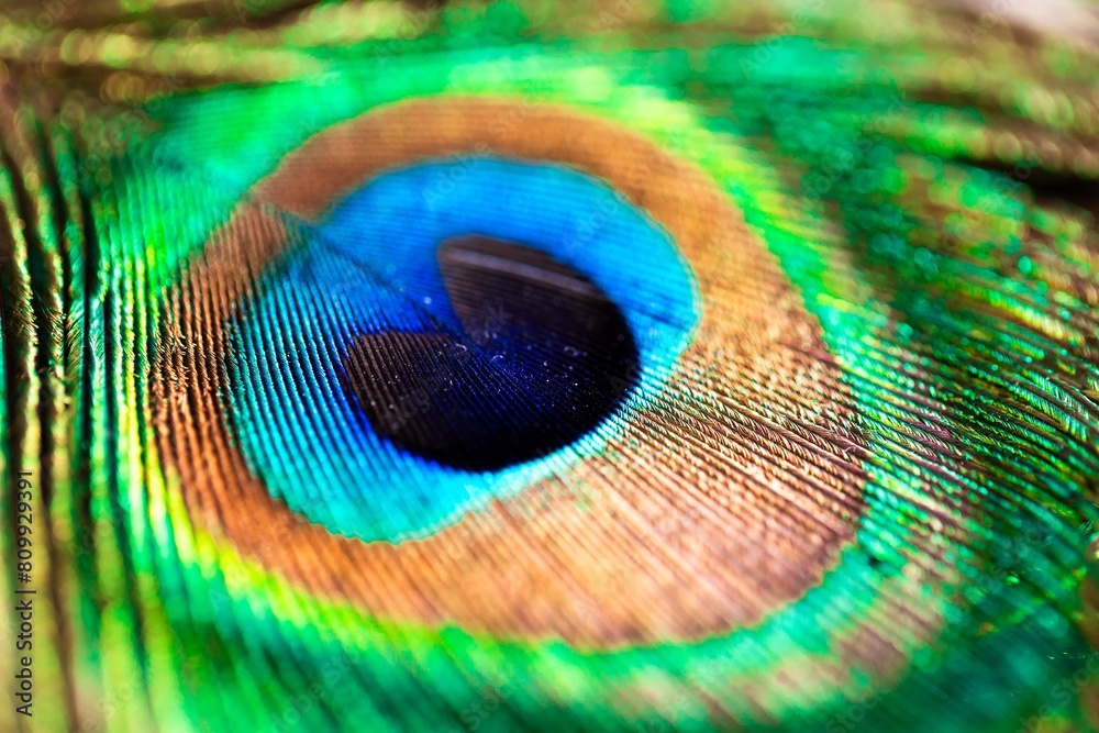 Obraz premium A closeup of a colorful and vibrant peacock feather. The bird uses them as a defense against predators, because the blue looks like an eye.