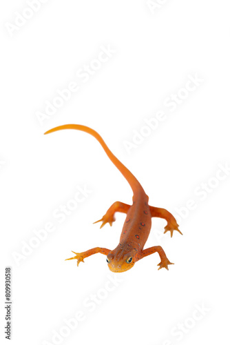 Eastern Spotted Newt -Notophthalmus viridescens - on white background