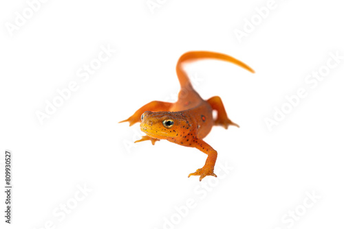 Eastern Spotted Newt -Notophthalmus viridescens - on white background
