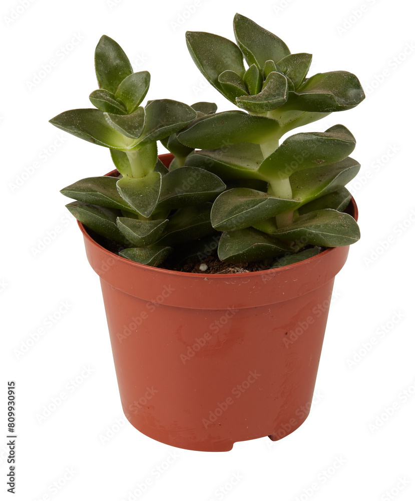 cactus in a pot cut out isolated transparent background