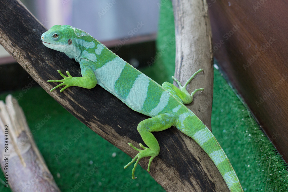 Green chameleon is on a branch in the zoo. A reptile is on a tree Green chameleon is on a branch in the zoo. A reptile is on a tree