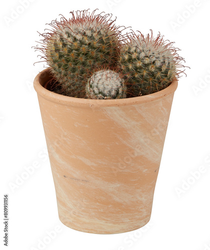 cactus in a pot cut out isolated transparent background