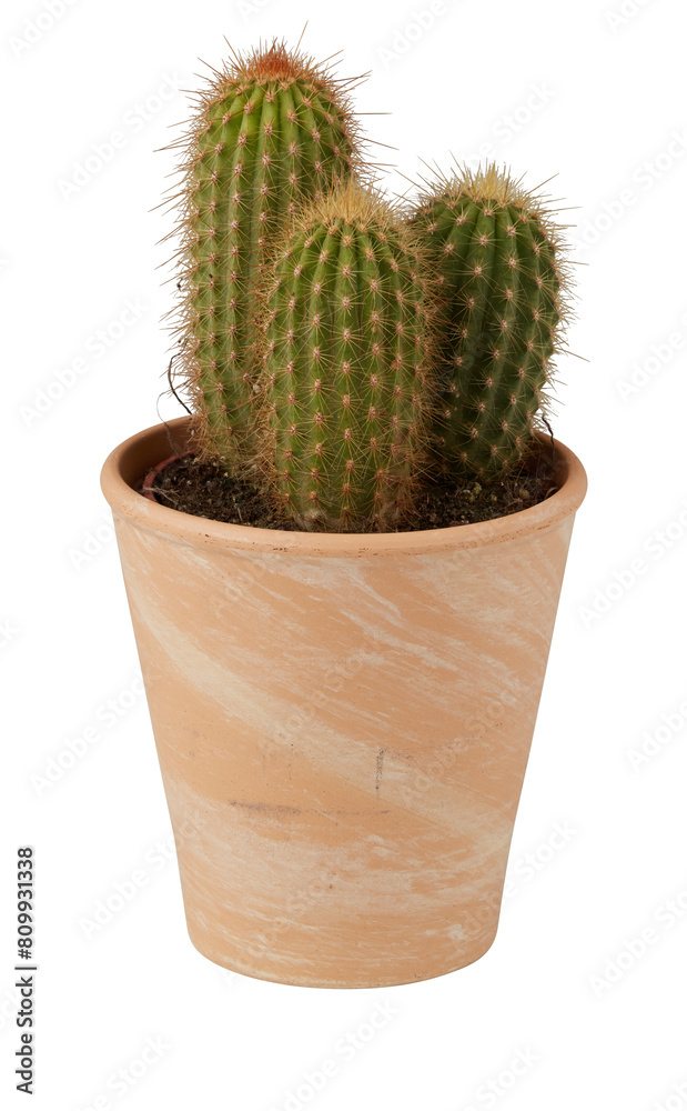 cactus in a pot cut out isolated transparent background cactus in a pot cut out isolated transparent background