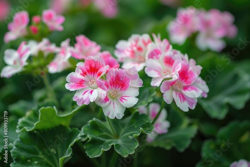 White and Pink Pelargonium Graveolens Flowers with Green Leaves in Garden Flowerbed for Decoration