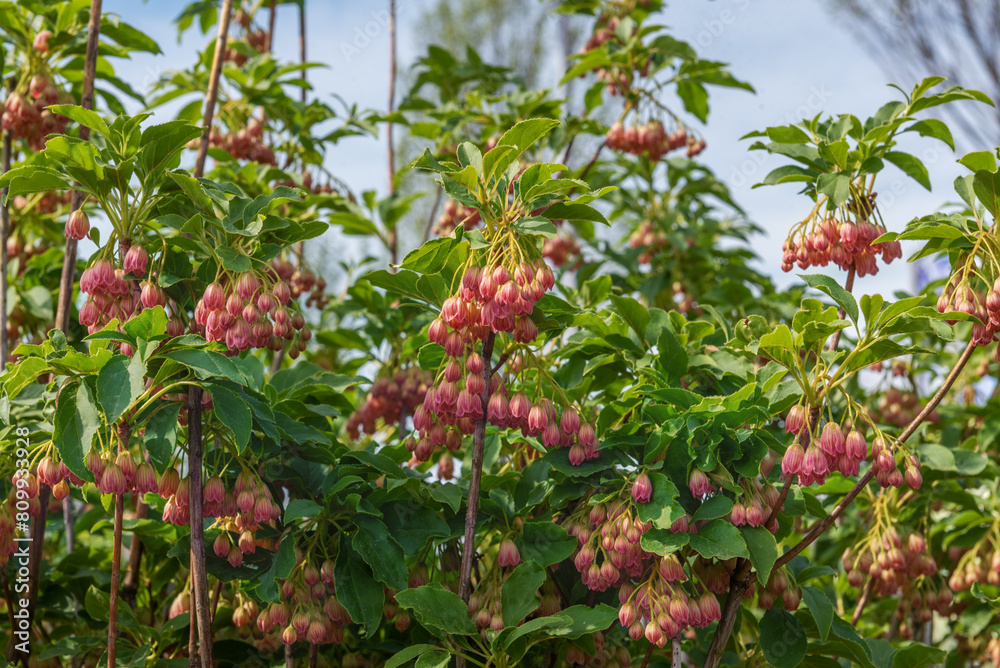 Obraz premium Urin-tsutsuji or redvein enkianthus, Enkianthus campanulatus, a narrow, upright, deciduous shrub with bell-shaped, creamy white flowers with red veins