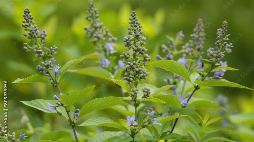 Vitex Agnus Castus - Closeup of Natural Green Plant with Flowers and Leaves on Garden Background Vitex Agnus Castus - Closeup of Natural Green Plant with Flowers and Leaves on Garden Background