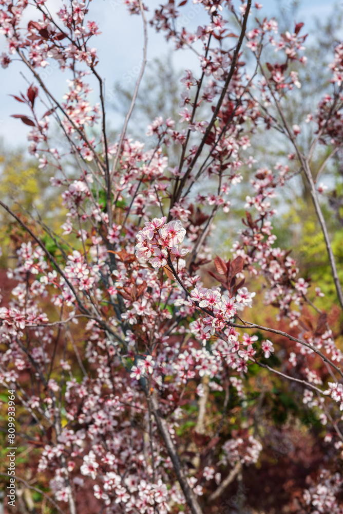 Malus Red Jewel, popular compact ornamental tree Malus Red Jewel, popular compact ornamental tree