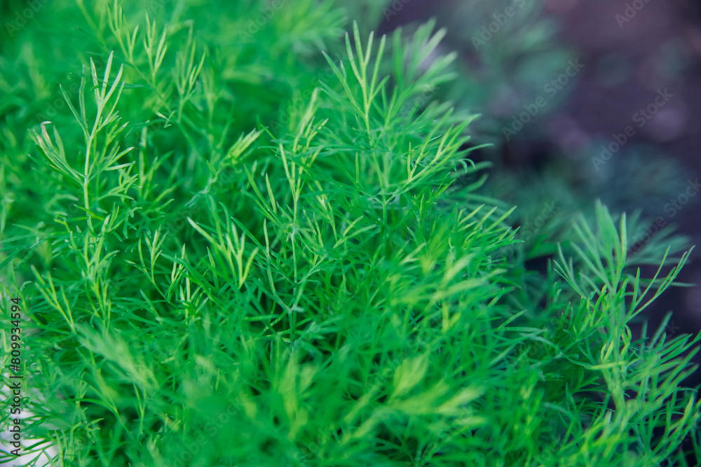 Green dill leaves in the garden. Organic farm. Healthy eating. Foods rich in vitamins. Agricultural industry. Natural background. Fragrant seasoning. Green dill leaves in the garden. Organic farm. Healthy eating. Foods rich in vitamins. Agricultural industry. Natural background. Fragrant seasoning.