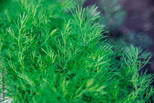 Green dill leaves in the garden. Organic farm. Healthy eating. Foods rich in vitamins. Agricultural industry. Natural background. Fragrant seasoning. © Cherkasova Alie