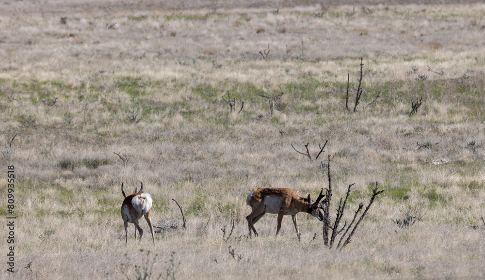 Pronghorn Antelope Bucks on the Arizona Prairie Pronghorn Antelope Bucks on the Arizona Prairie