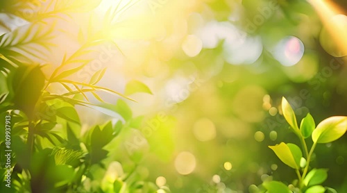 Sunlit Greenery with Bokeh Background photo
