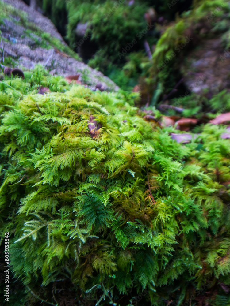 The delicate fernlike leaves of Mountain fern moss, growing on stones in the undergrowth of the Celtic Rainforests of Northern Wales. The delicate fernlike leaves of Mountain fern moss, growing on stones in the undergrowth of the Celtic Rainforests of Northern Wales.
