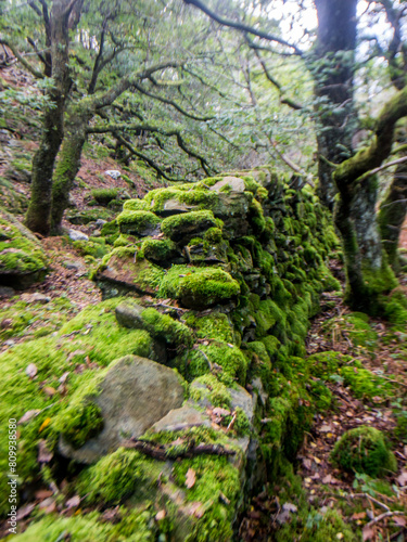 A broken moss covered drywall surrounded by ancient oaks in a Celtic Rainforest in Eryri National Park  Wales