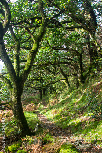 Trail leading deep into the mysterious Celtic rainforests of Eryri National Park in Wales